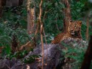 5 Reasons India is Famous Around the World male and female leopard sitting on rock in Pench