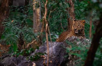 5 Reasons India is Famous Around the World male and female leopard sitting on rock in Pench