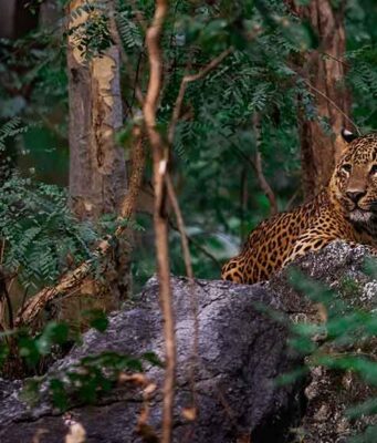 5 Reasons India is Famous Around the World male and female leopard sitting on rock in Pench
