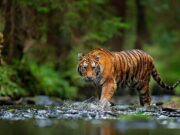 5 Challenges in Booking a Luxury Wildlife Experience In India 5 challenge in booking a luxury wildlife experience in india