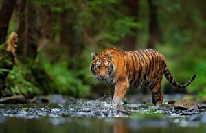 5 Challenges in Booking a Luxury Wildlife Experience In India 5 challenge in booking a luxury wildlife experience in india