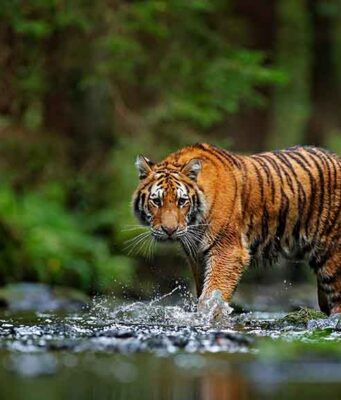 5 Challenges in Booking a Luxury Wildlife Experience In India 5 challenge in booking a luxury wildlife experience in india