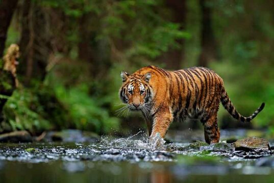 5 Challenges in Booking a Luxury Wildlife Experience In India 5 challenge in booking a luxury wildlife experience in india